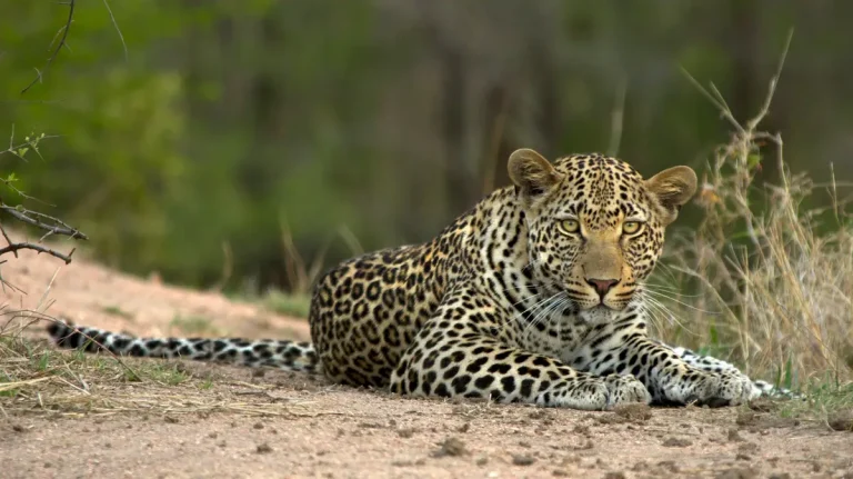 leopard-south-africa-wildlife-yellow-zebra-safaris