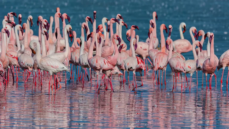 Lake Manyara (1)