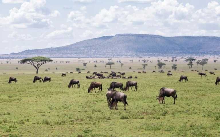 Melia Ngorongoro Lodge6