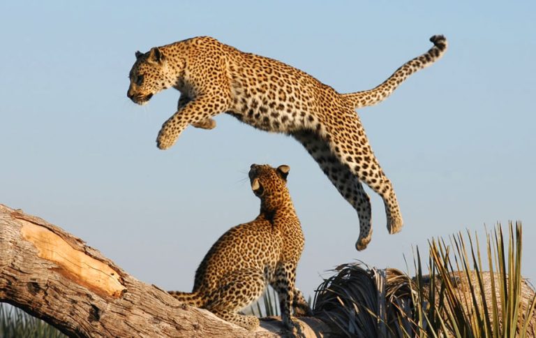 leopard africa savannah