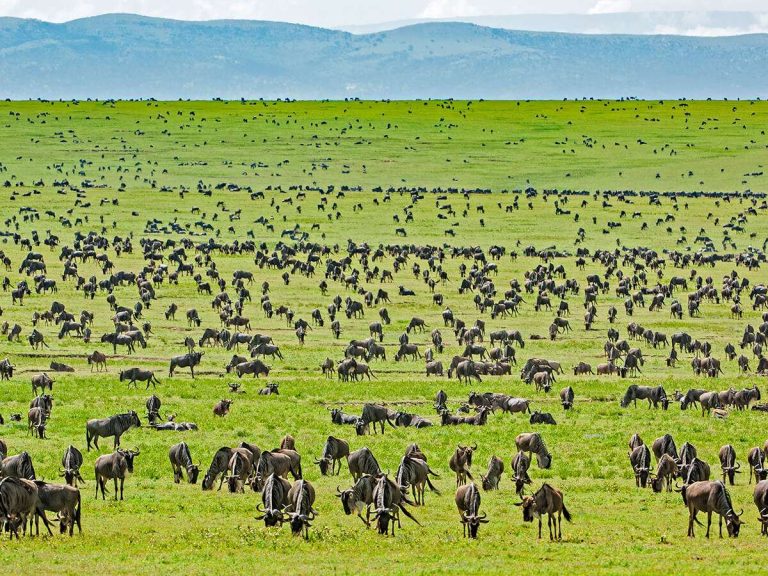 tanzania safari 5