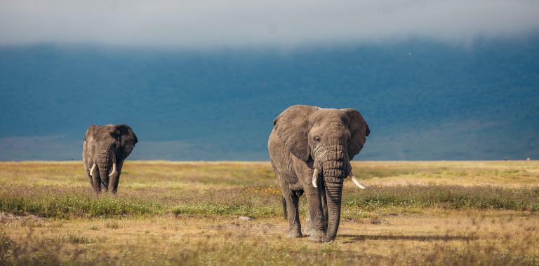 tanzania-safaris