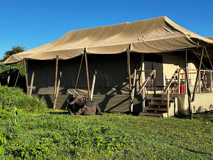 ANG'ATA NGORONGORO 4