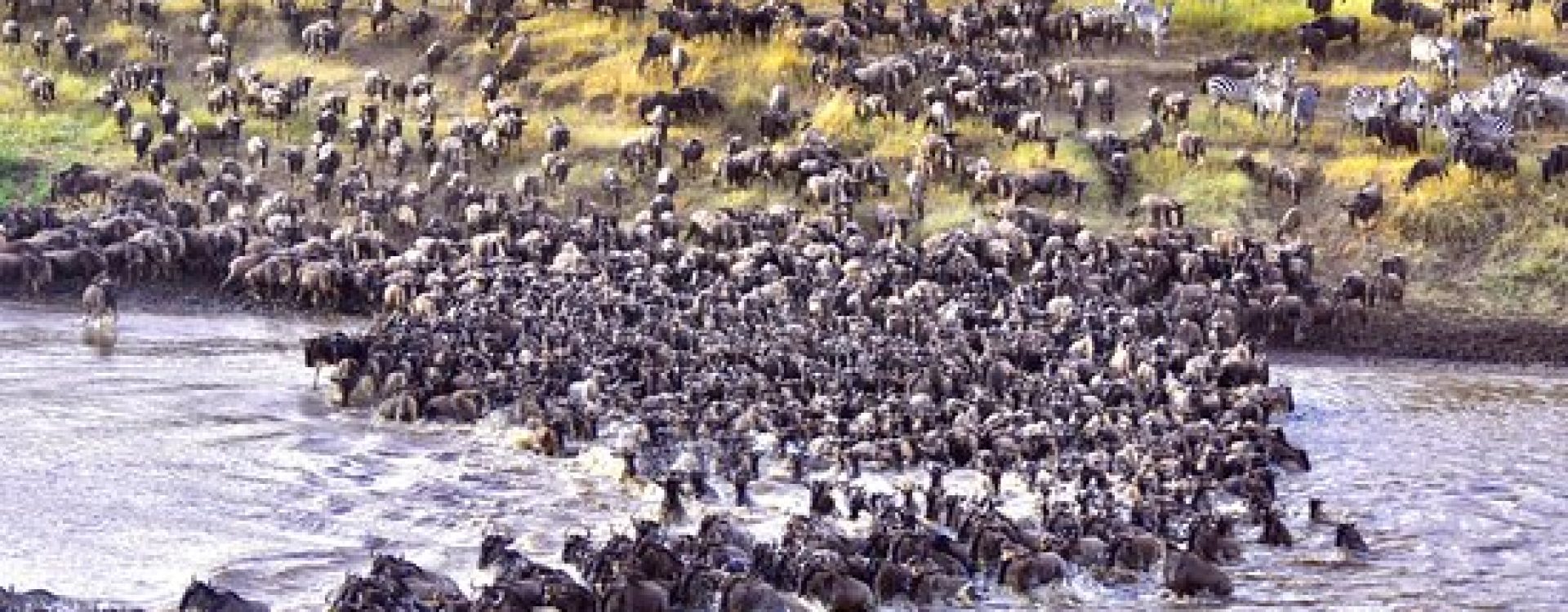 river crossing safari