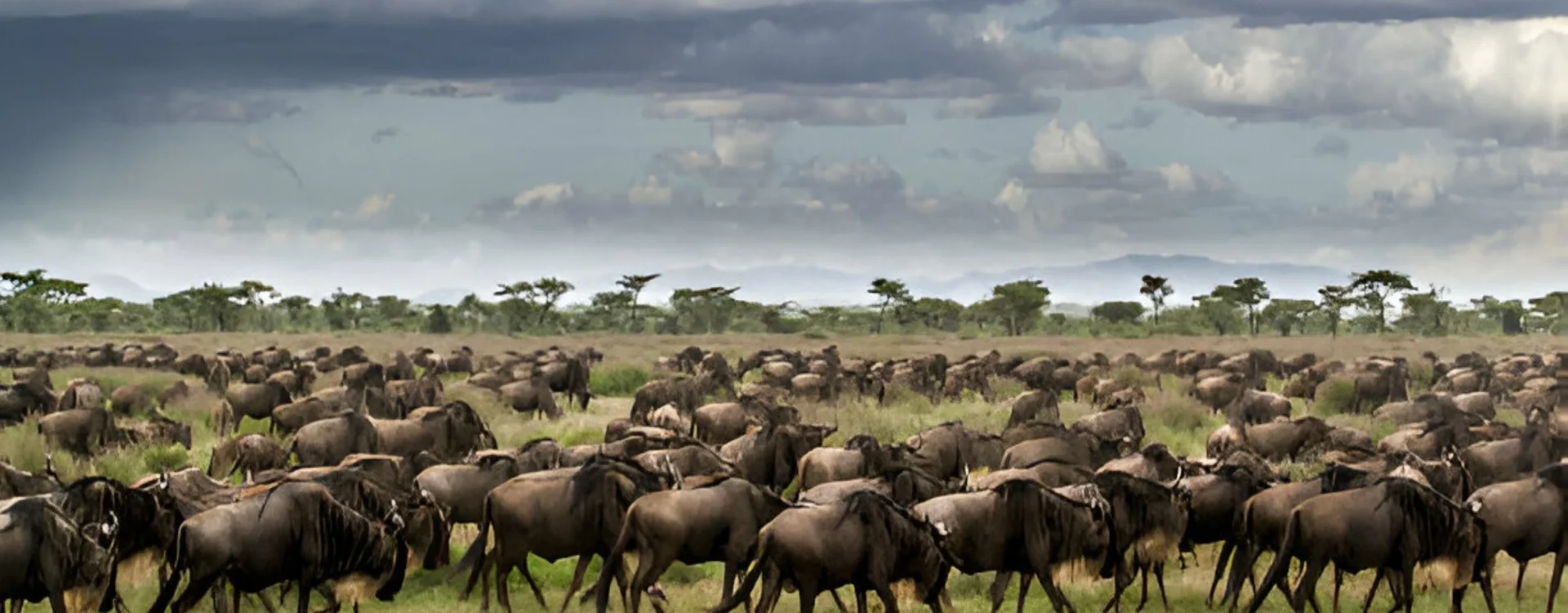 zebra-migration-serengeti